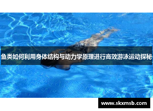 鱼类如何利用身体结构与动力学原理进行高效游泳运动探秘